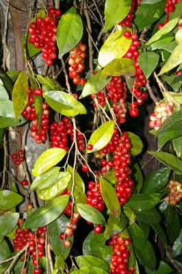 گیلاس رودخانه هِربِرت - معرفی درختان میوه